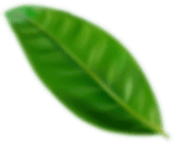 Green leaf